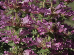 Penstemon monoensis