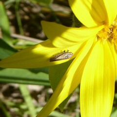 Amphigonalia
