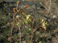 Chylismia claviformis lancifolia
