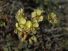 Chylismia claviformis lancifolia