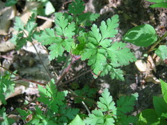 Geranium robertianum