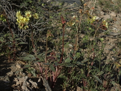 Chylismia claviformis lancifolia