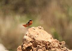 Phoenicurus moussieri