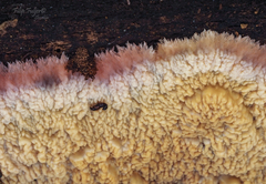 Phlebia centrifuga