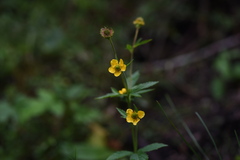 Geum aleppicum