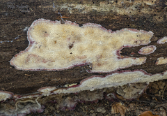 Phlebia centrifuga