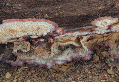Phlebia centrifuga