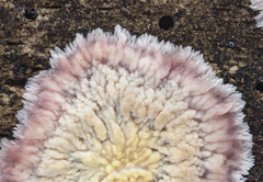 Phlebia centrifuga