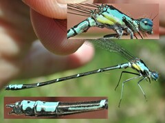 Chromagrion conditum