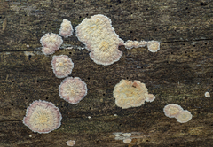 Phlebia centrifuga