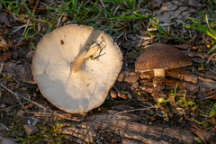 Lentinus substrictus