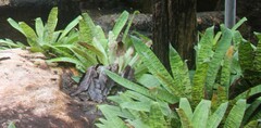 Sansevieria trifasciata
