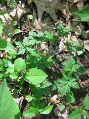 Geranium robertianum