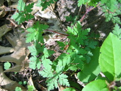 Geranium robertianum