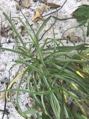 Tradescantia ohiensis