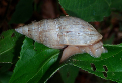 Euglandina striata