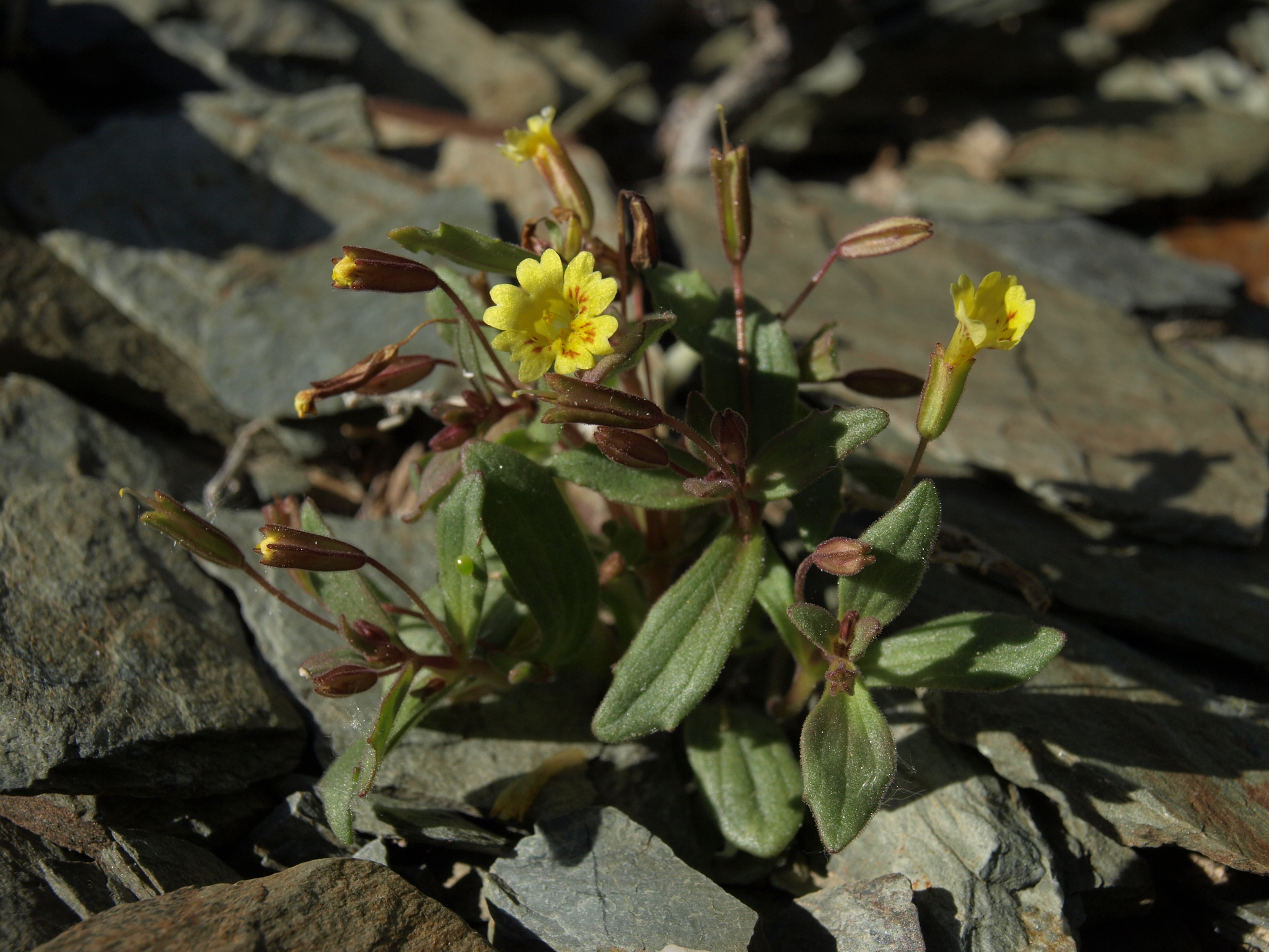 Erythranthe calcicola