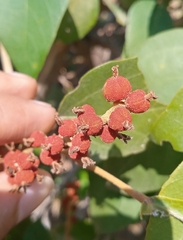 Mallotus philippensis