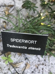 Tradescantia ohiensis