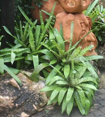 Sansevieria trifasciata
