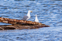 Larus michahellis