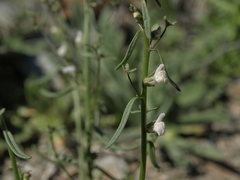Sairocarpus kingii