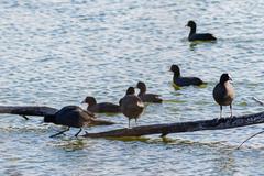 Fulica atra