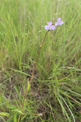 Murdannia simplex