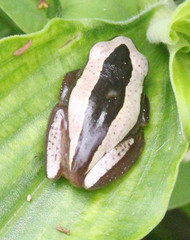 Afrixalus fornasini