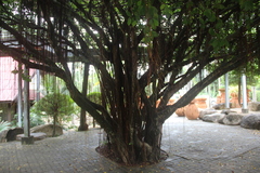 Syzygium samarangense