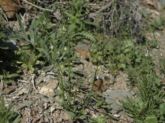 Sairocarpus kingii