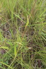 Murdannia simplex