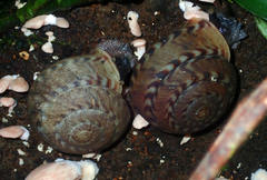 Solaropsis undata