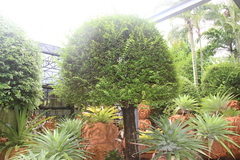 Wrightia religiosa