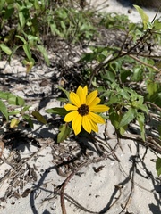 Helianthus debilis