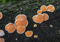 Aleurodiscus amorphus