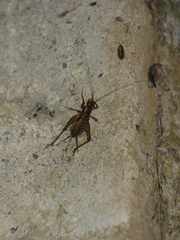 Gryllomorpha dalmatina