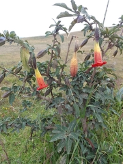 Brugmansia sanguinea