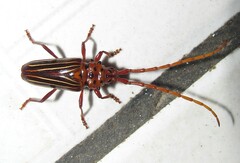 Chydarteres striatus