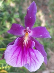 Miltonia spectabilis