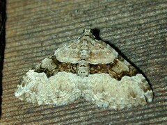 Xanthorhoe lacustrata