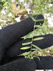 Vicia cracca cracca