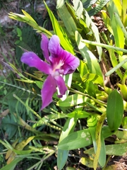 Miltonia spectabilis