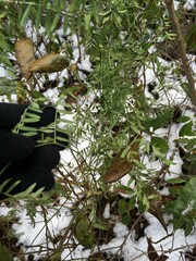 Vicia cracca cracca
