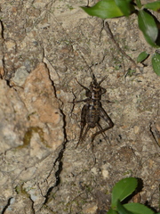 Gryllomorpha dalmatina