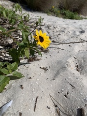 Helianthus debilis
