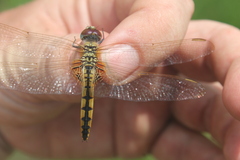 Urothemis edwardsii