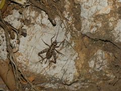 Gryllomorpha dalmatina