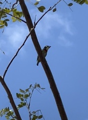 Psilopogon haemacephalus