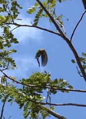 Psilopogon haemacephalus